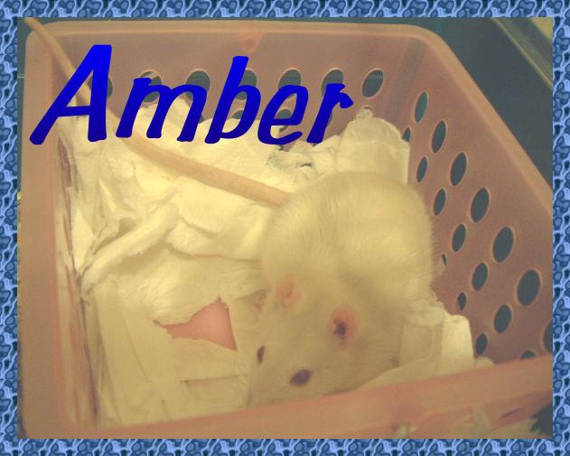Click here to see photos and read more about Amber !