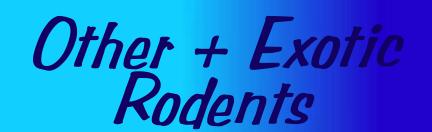 Click to see links for other rodents and more unusual rodent web pages!