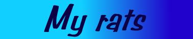 Click here to read about and see photos of my rats!