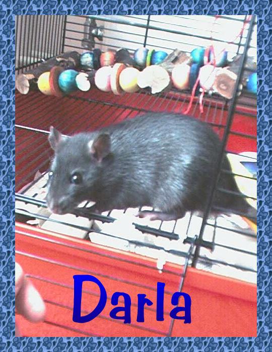 Click here to see photos and read more about Darla !