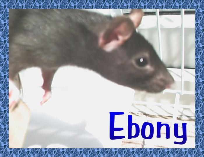 Click here to see photos and read more about Ebony !