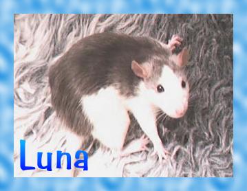 Click here to see photos and read more about Luna !