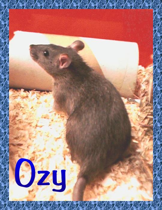Click here to see photos and read more about Ozy !