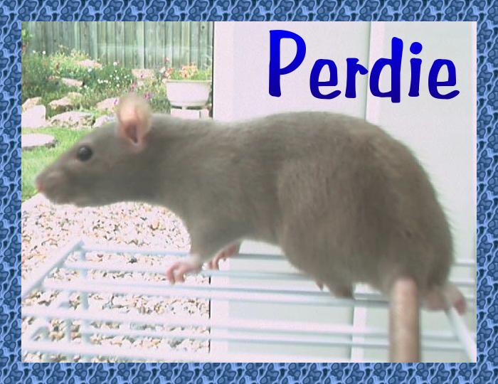 Click here to see photos and read more about Perdie !