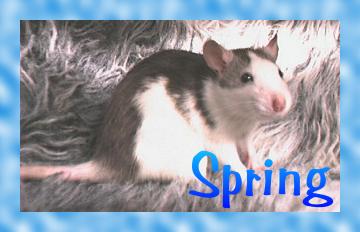 Click here to see photos and read more about Spring !